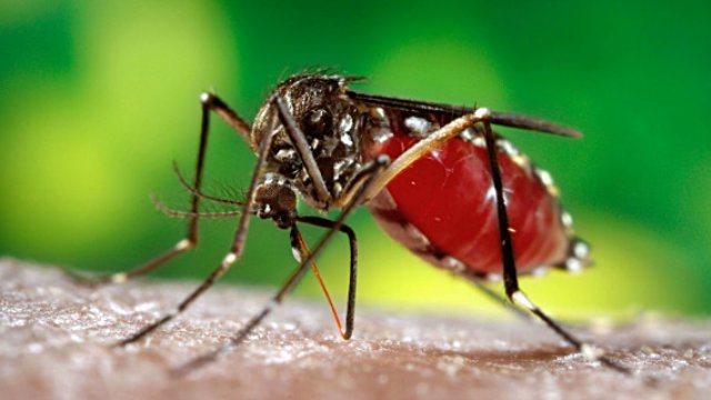Ученые: смертельный вирус Зика появился после опытов над комарами