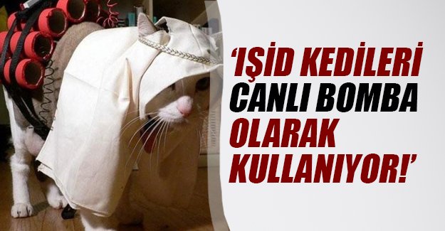 IŞİD canlı bomba olarak kedileri kullanmaya başladı!
