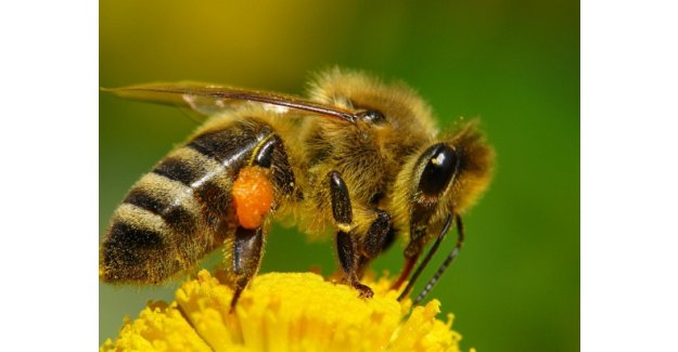 Kışa dayanıklı "Süper bal arıları" geliyor! Bal fiyatları ucuzlayacak mı?