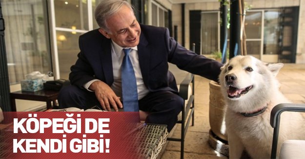 İsrail Başbakanı Netanyahu'nun köpeği milletvekilini ısırdı!