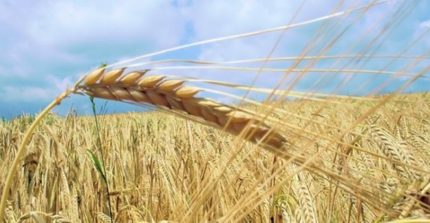 Uçak krizi Türkiye'ye yaradı, Rusya buğday fiyatını indirdi