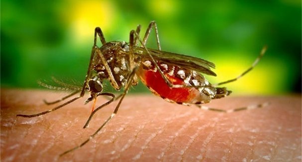 Zika virüsü o ülkeye de sıçradı