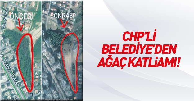 Adana'da CHP'li belediyeden ağaç katliamı