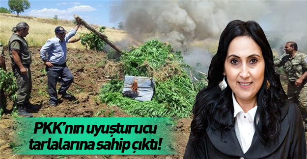 PKK'nın uyuşturucu tarlalarına sahip çıktı