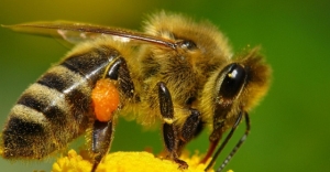 Kışa dayanıklı "Süper bal arıları" geliyor! Bal fiyatları ucuzlayacak mı?
